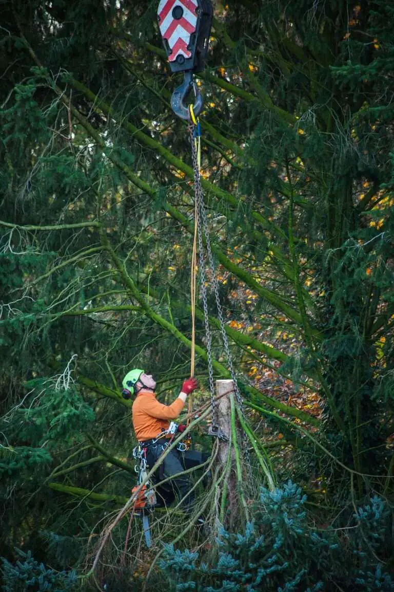 Arborist roped high in a large conifer carrying out a crown reduction