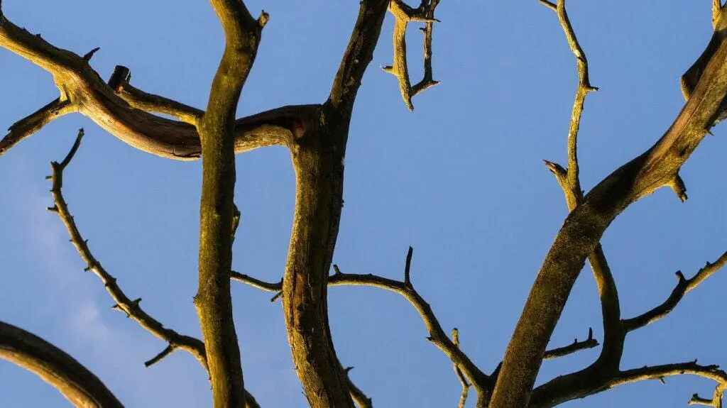 Dead, bark-stripped branches against a blue sky – deadwood needing removal