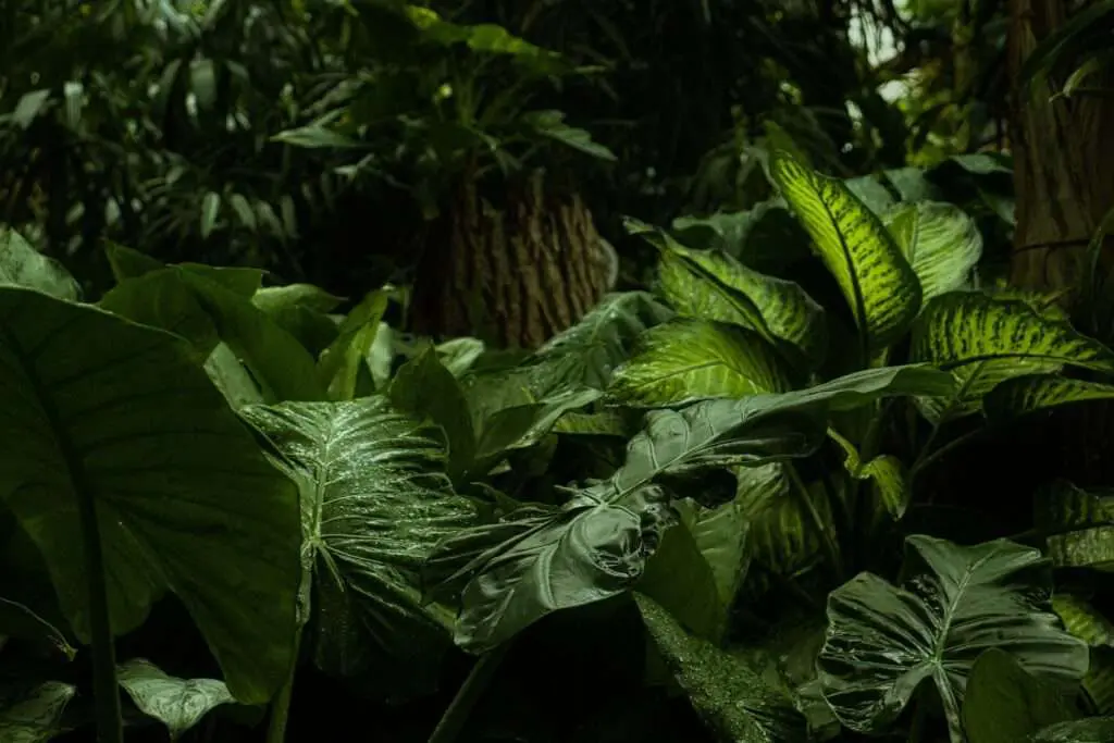 Dense green foliage and large-leaved plants in a shady garden bed