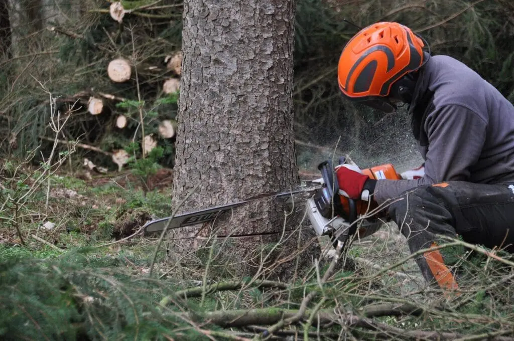 Arborist in helmet and chainsaw trousers felling a pine tree with a chainsaw