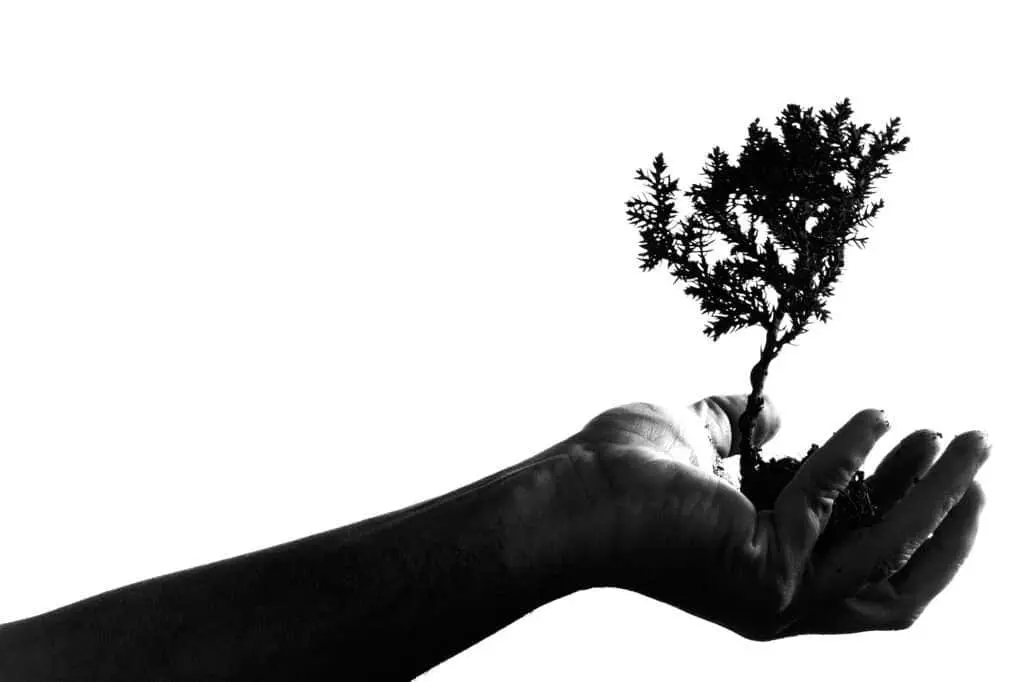 Hand holding a small tree sapling, black and white photo