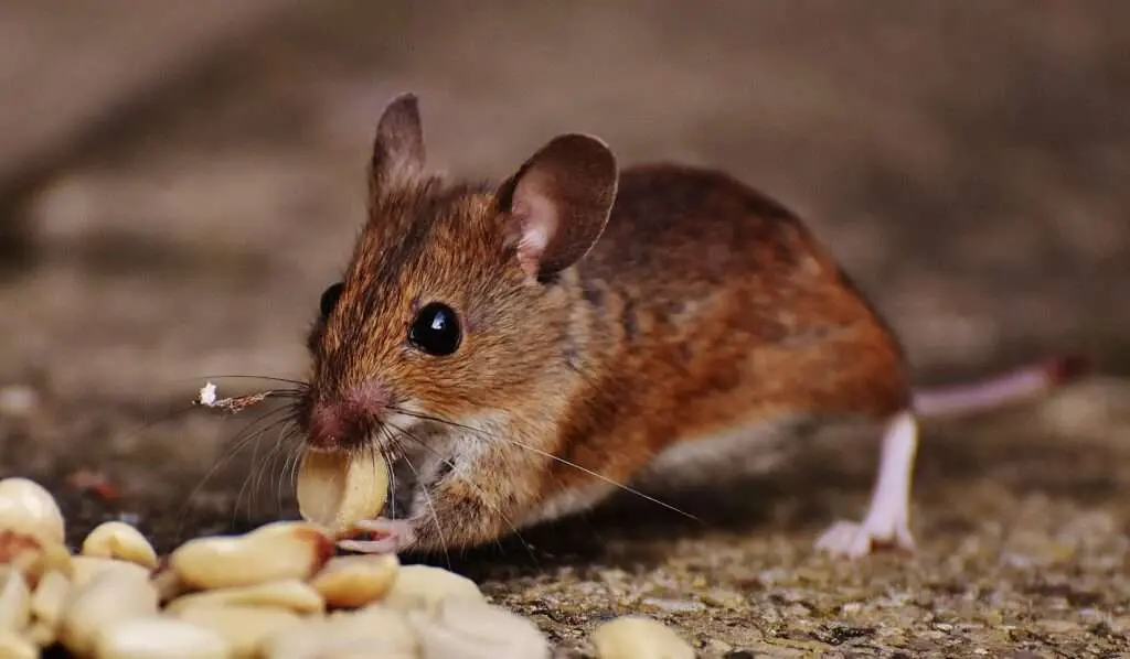 Brown house mouse eating scattered seeds on a garden path – rodent pest control