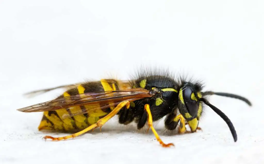 Close-up of a common wasp on a white background – wasp nest removal