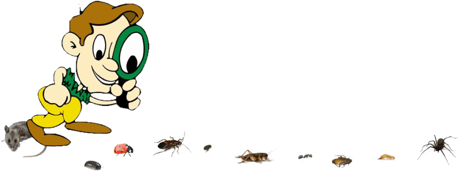 Cartoon pest inspector with a magnifying glass following a trail of insects