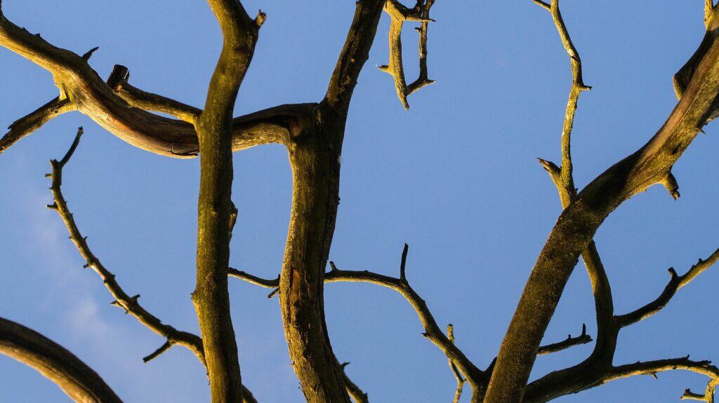 dead-wooding-newmarket-suffolk