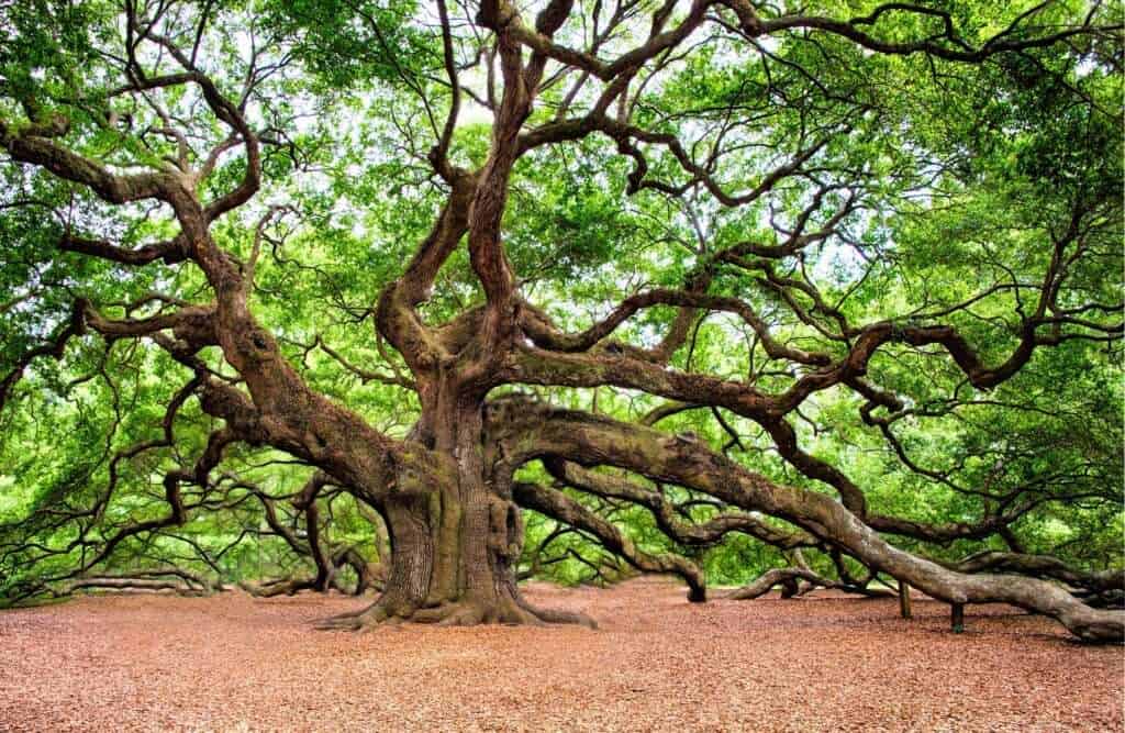 tree-preservation-orders-newmarket