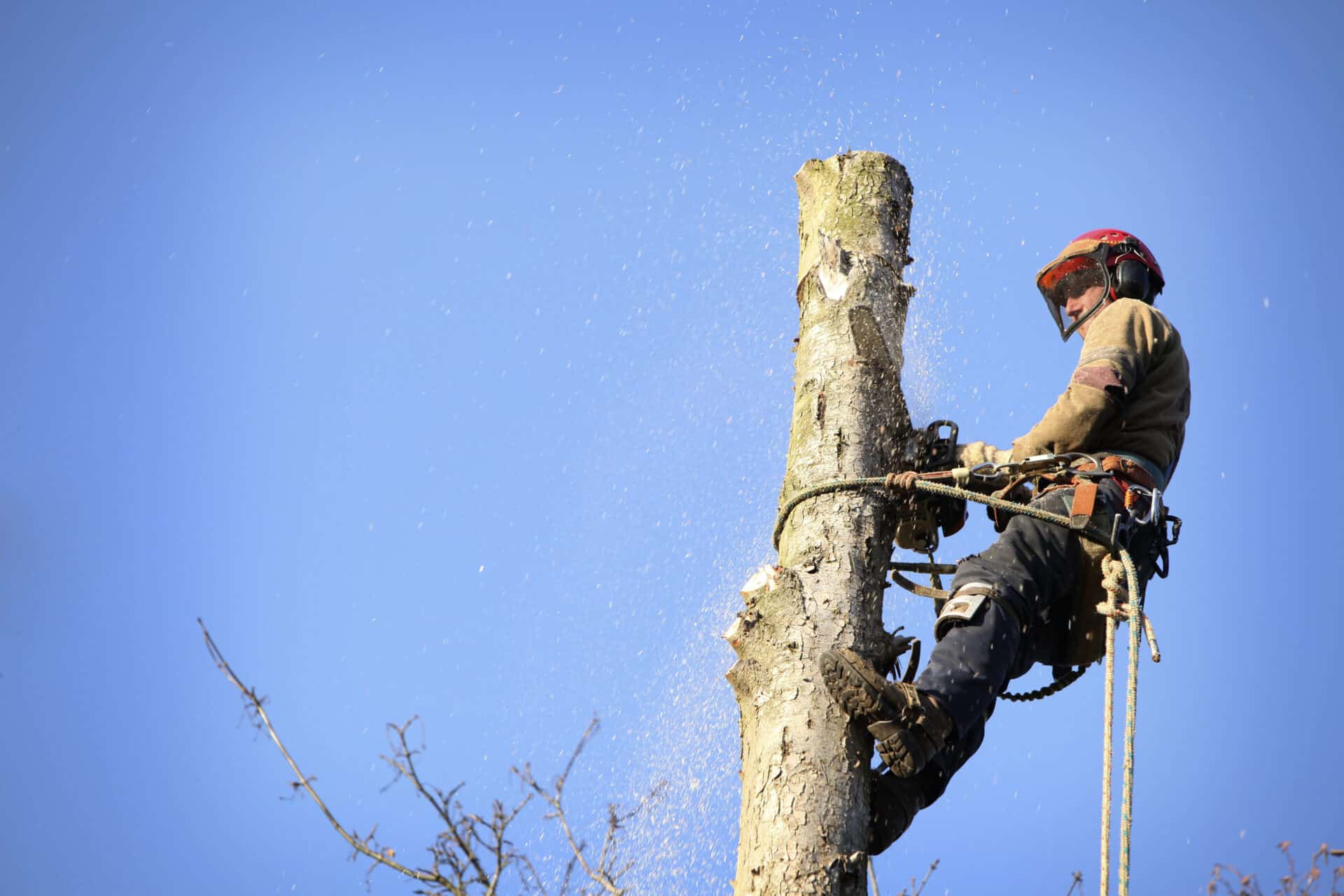 tree-surgeon-newmarket-suffolk