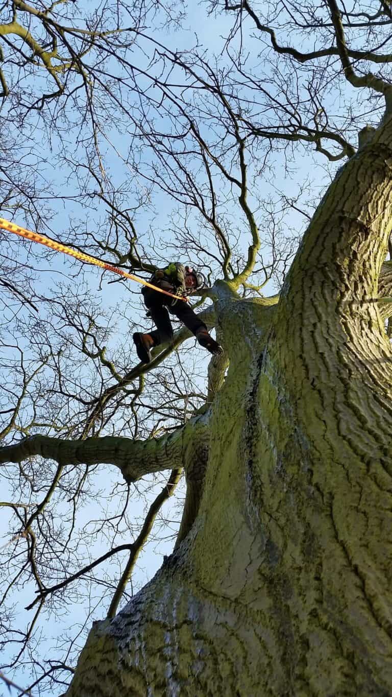 tree-surgery-newmarket-suffolk