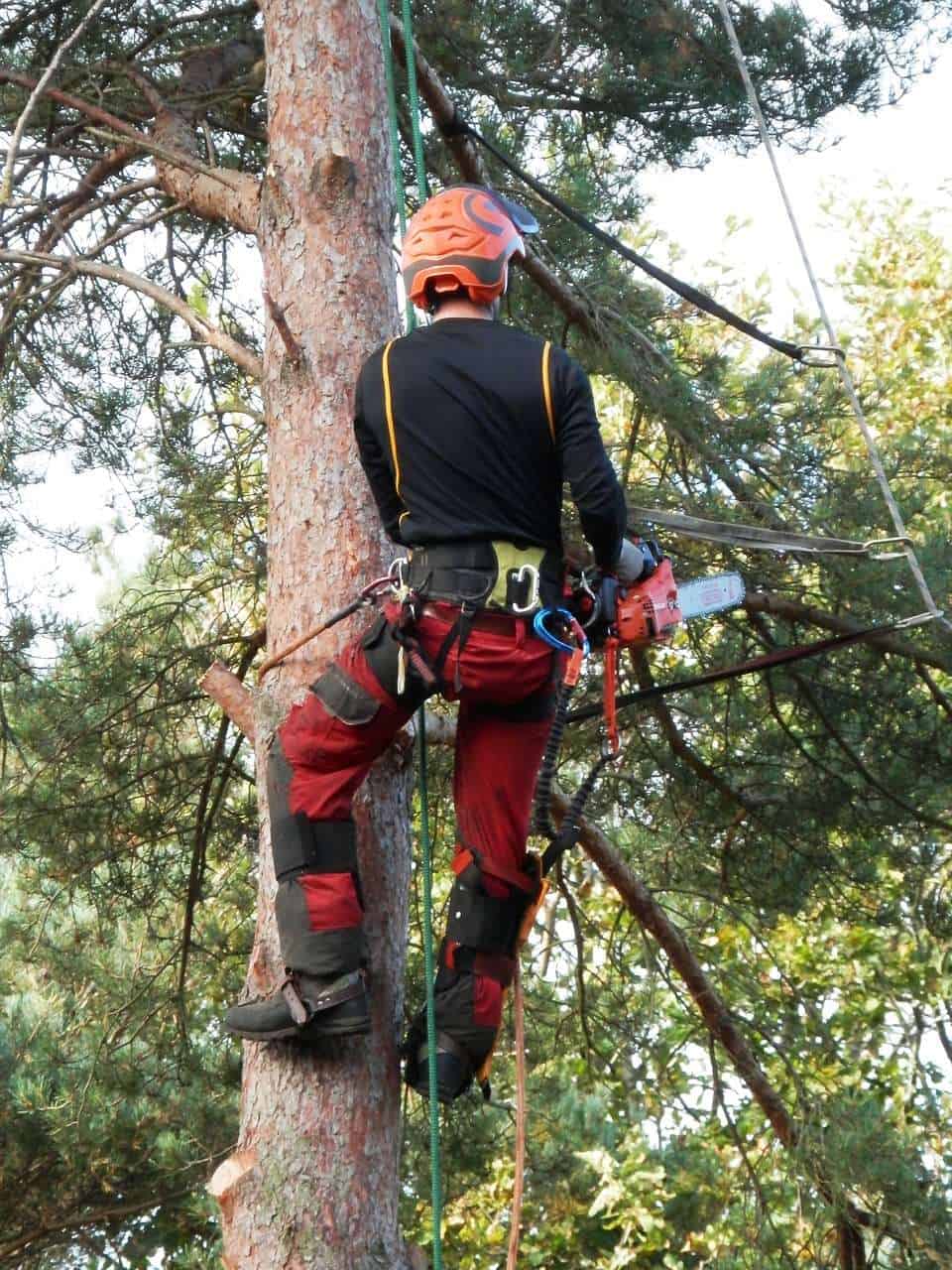 tree-surgery-newmarket-suffolk