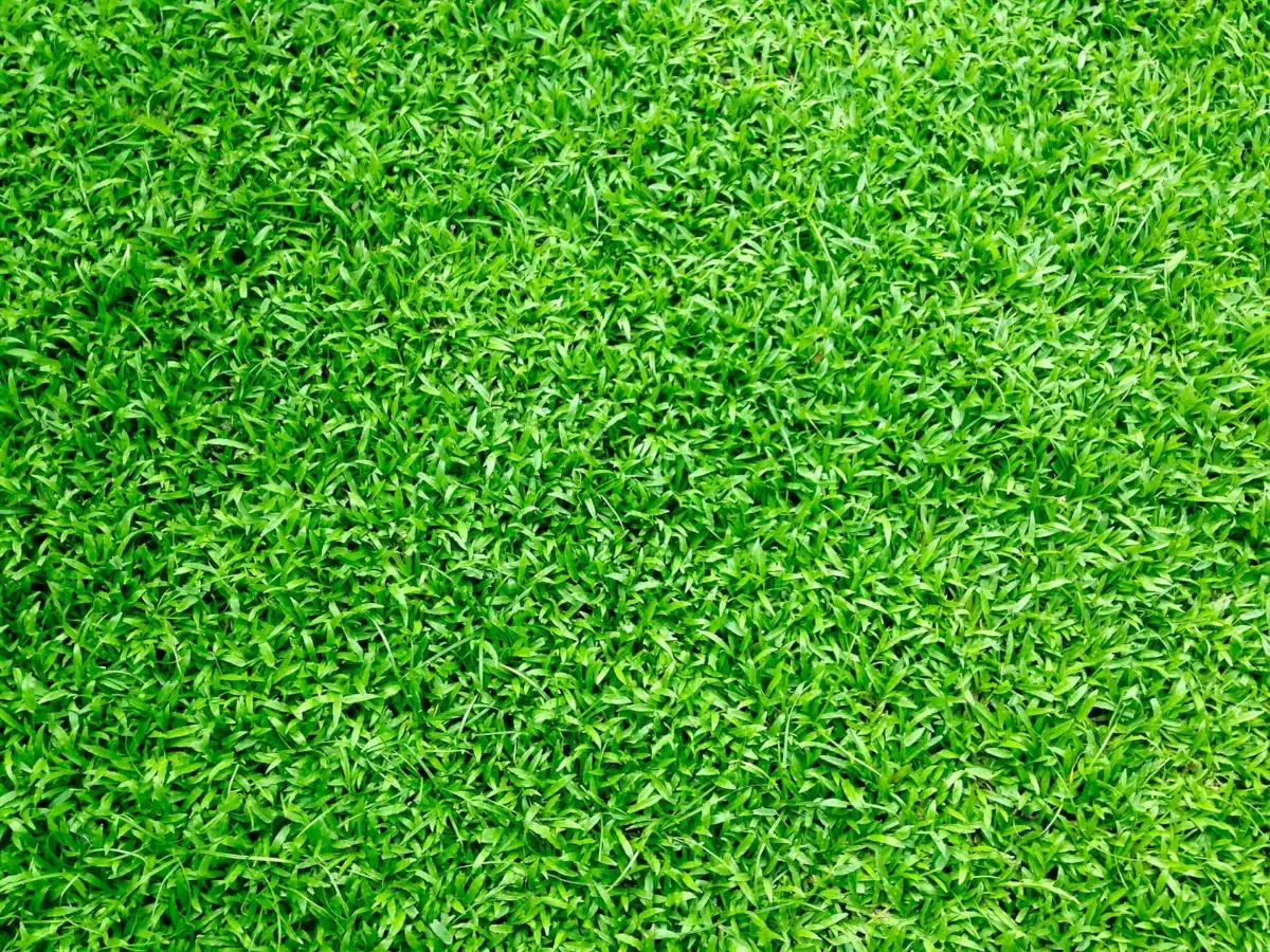 Close-up of healthy green turf